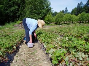 June picking strawberries June picking strawberries