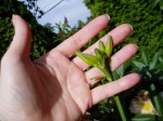 day lily buds - now you see them... day lily buds - now you see them...