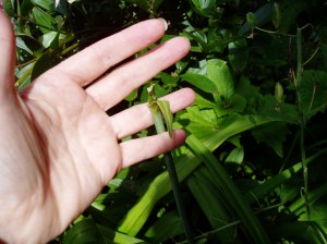 ... and now you don't ... and now you don't