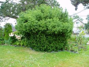 deer pruned the bottom 1/2 of shrub deer pruned the bottom 1/2 of shrub