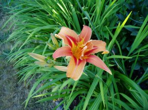 day lily day lily