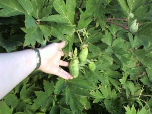 Tree Peony -cu- summer seed pod Tree Peony -cu- summer seed pod