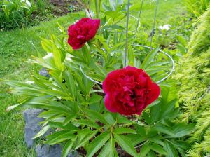 Peony - ms - red bloom Peony - ms - red bloom