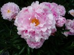 Peony -cu- new blooms