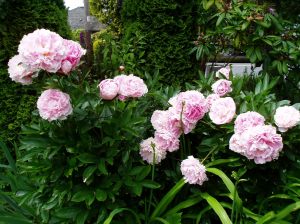 Peony -ms- fresh blooms