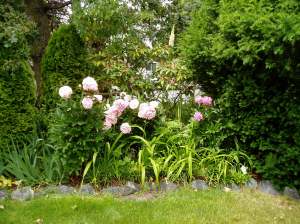 Peony - ws - blooming in spring