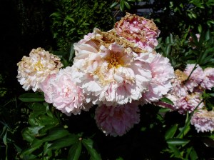Peony - ms2- fading blooms Peony - ms2- fading blooms