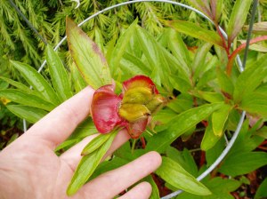 Peony -cu- summer seed pod Peony -cu- summer seed pod