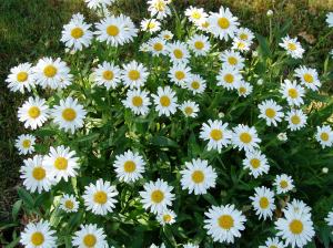shasta daisy - flower grouping
