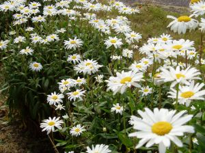 Shasta Daisy - happy blooms