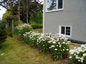 Shasta Daisy - row along south wall