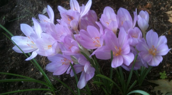 Pink as a Fall Colour?