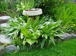 ms - spring colchicum circling the birdbath garden Victoria, Vancouver Island, BC, Pacific Northwest