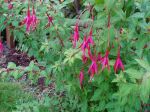 MS - Hardy Fuchsia in bloom , garden Victoria, Vancouver Island, BC, Pacific Northwest
