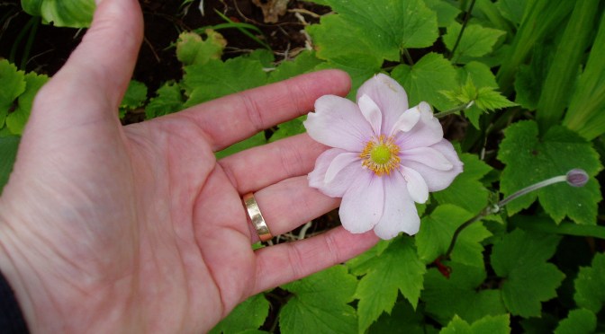 CU - Japanese anemone hupehensis var. japonica x hybrida bloom in August, garden Victoria, Vancouver Island, BC, Pacific Northwest