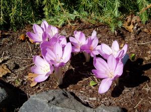 CU Colchicum grouping 1, garden Victoria, Vancouver Island, BC, Pacific Northwest olchicum - fall crocus.
