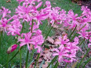 MS - Nerine Lily blooms, garden Victoria, Vancouver Island, BC Pacific Northwest