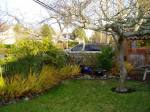 ws - Forsythia in late December
