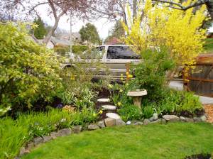 ws - Forsythia in April