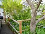 ws - Forsythia in May