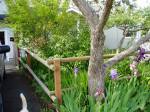 ws - Forsythia in June