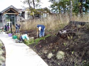 the crew gets busy weeding & digging transplant holes the crew gets busy weeding & digging transplant holes