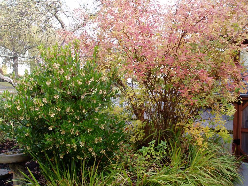 ws - Forsythia in late October