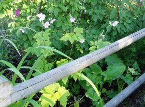 Japanese Anemone japonica x hybrida blooming in November garden Victoria, Vancouver Island, BC, Pacific Northwest,