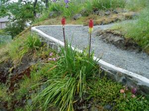 red hot pokers, kniphofia gravel screenings on our garden path, garden Victoria, Vancouver Island, BC, Pacific Northwest