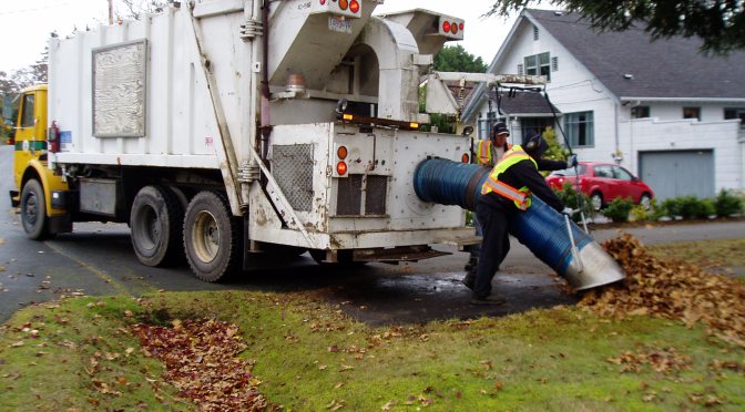 hauling leaves, garden Victoria, Vancouver Island, BC, Pacific Northwest
