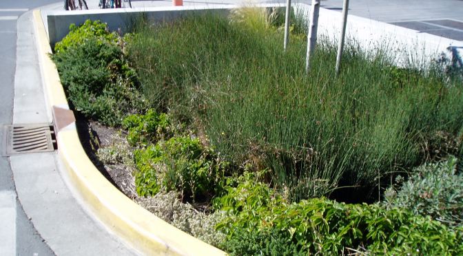 the Atrium rain garden garden Victoria, Vancouver Island, BC, Pacific Northwest