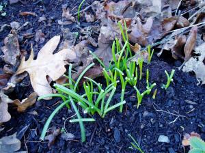 grape hyacinth leaves starts up in December