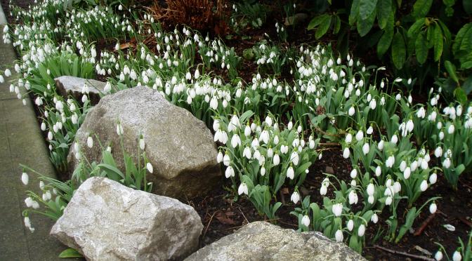 January Garden Activities