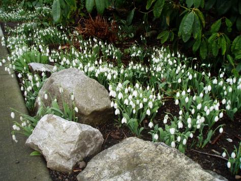 Snowdrops - January 31, 2013 B