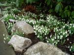 Snowdrops - January 31, 2013
