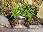 Clare Street pet water bowl