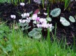 Cyclamen coum
