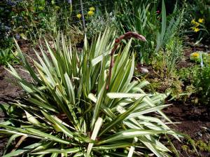 variegated yucca w. flower buds