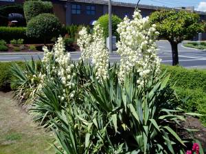 Yucca in bloom