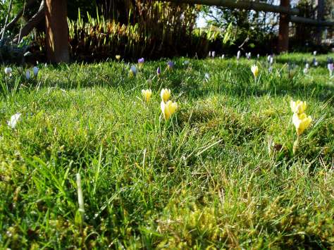 Crocus in lawn 2013