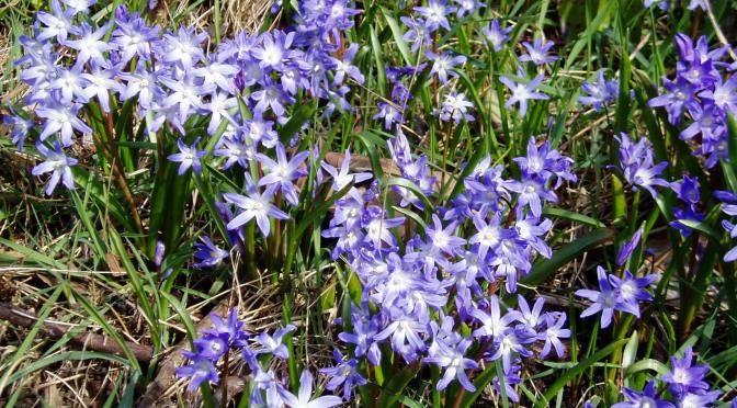 Meadow Blooms 2 – Chionodoxa