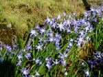 Chionodoxa - Glory of Snow in rock crevice