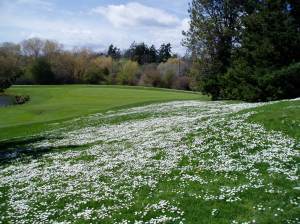 English Daisy meadow WSO