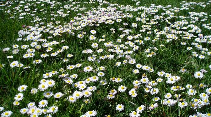 English Daisy meadow MS, garden Victoria, Vancouver Island, BC, Pacific Northwest