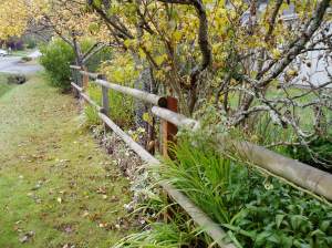 12 mnths after dandelion digging