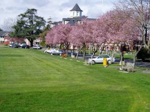 cherry blossoms at St.Micheal's