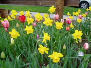 daffodils Narcissus in James Bay, garden Victoria, Vancouver Island, BC, Pacific Northwest