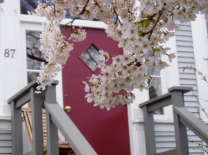 beneath a blossoming cherry tree in James Bay