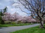 cherry blooms in Beacon Hill Park