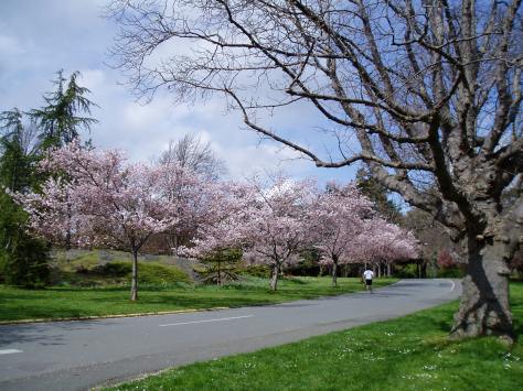 cherry blooms in Beacon Hill Park